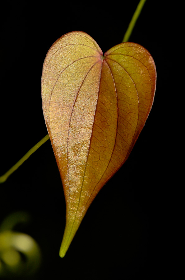 [105 mm, 1/60 sec at f / 14, ISO 200]